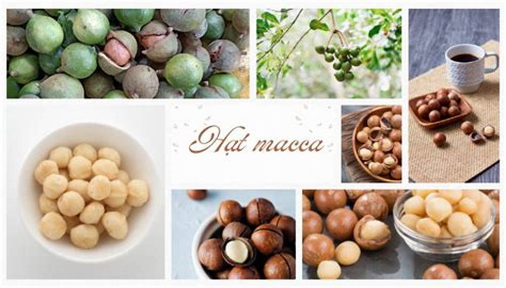 Hạt macca - Siêu thực phẩm tốt cho sức khỏe
