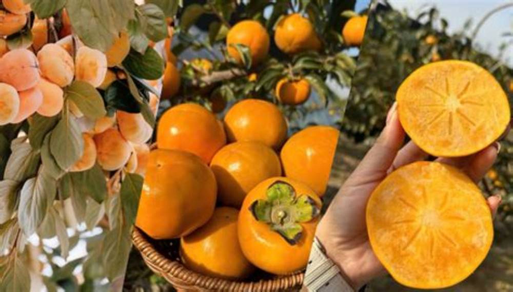 Vì sao hồng Fuji được phái đẹp ưa chuộng?