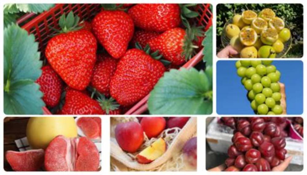 Top trái cây tốt cho hệ miễn dịch - Gợi ý từ SeonFarm