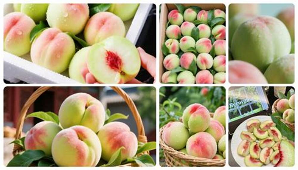Hộp quà tặng Đào Phỉ Thúy SeonFarm - Món quà may mắn sang trọng cho bất cứ dịp nào