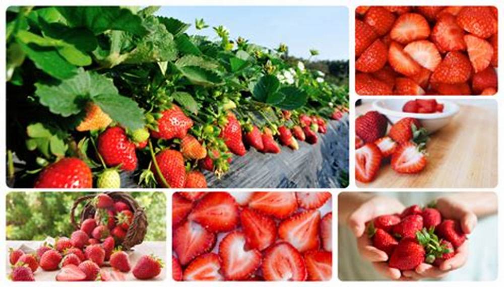 Phân biệt dâu tây sạch và dâu tây trôi nổi trên thị trường